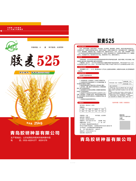 胶麦525——小麦